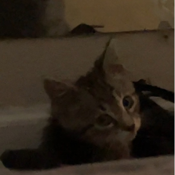 lildinoo
